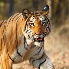 Abhi Singh
