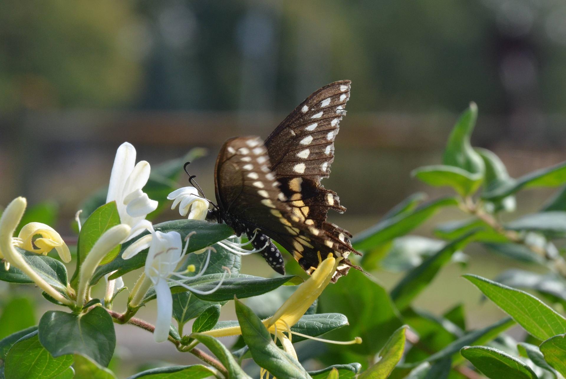 Featured Picture
