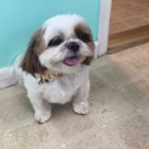 Grooming By Jessie