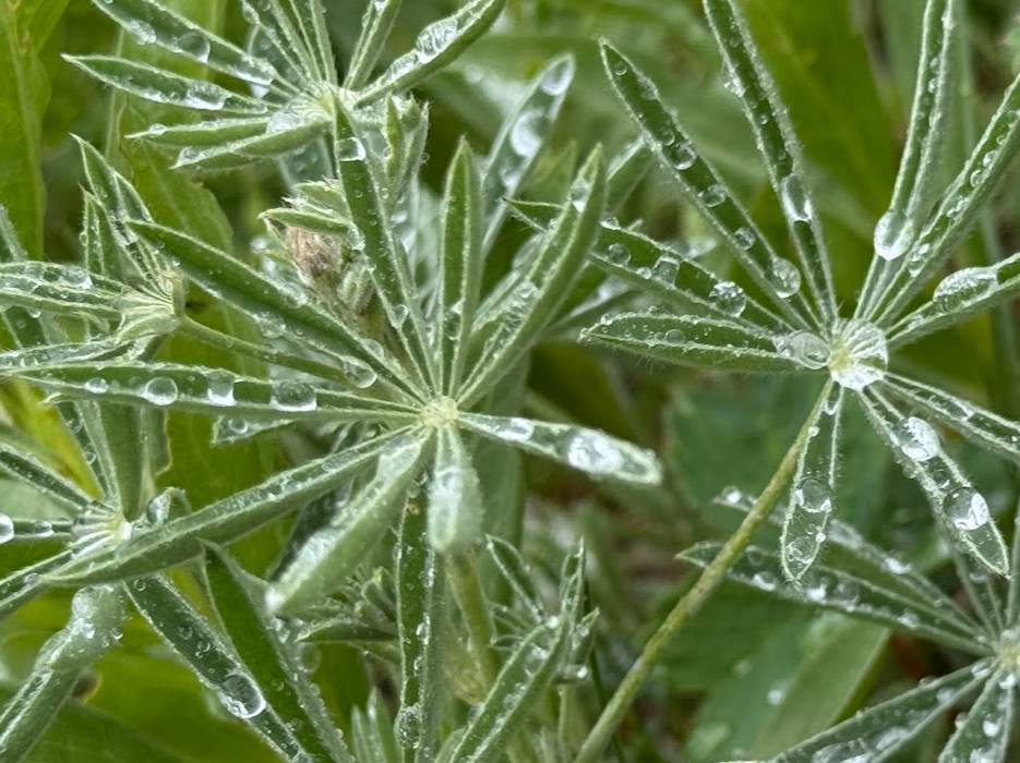 web