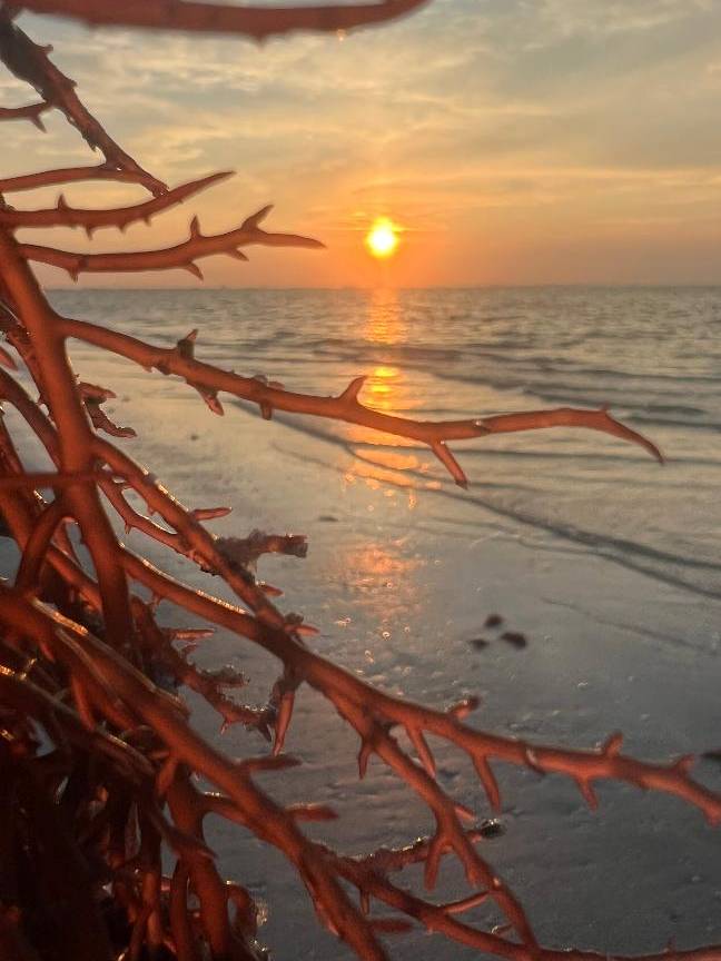 web