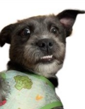 Trimble (Poodle Mix)